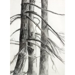 BARE BRANCHES