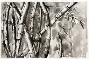 BAMBOOS