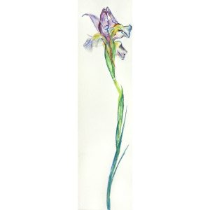 PRAYING IRIS-1