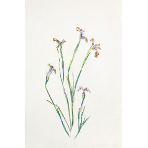 IRISES-1