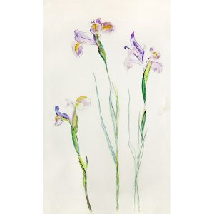 IRISES-2