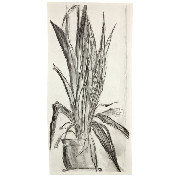 AUNT IDA’S PLANT