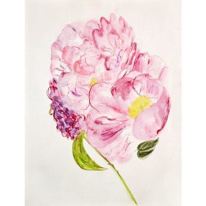 PEONY