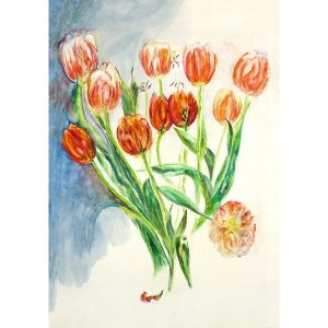 OPENING TULIPS