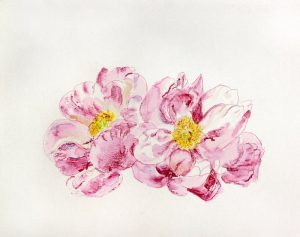 PEONIES