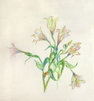 LILIES