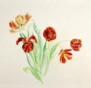 PARROT TULIPS