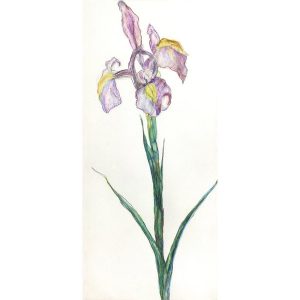 PRAYING IRIS-2